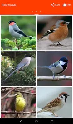 Birds Sounds android App screenshot 1