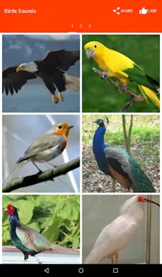 Birds Sounds android App screenshot 2