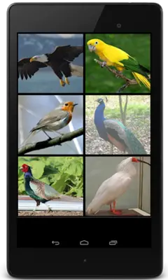 Birds Sounds android App screenshot 3