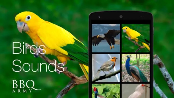 Birds Sounds android App screenshot 7